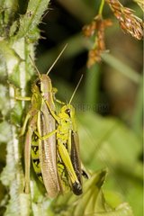 Couple of Large marsh grasshoppers Bourgogne France