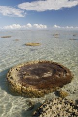 Madrepore coral at low tide  New Caledonia