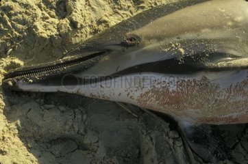 Gemeinsamer Delphin  der am Gironde Strand gestrandet war