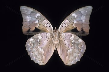 Butterfly Prepona Peru