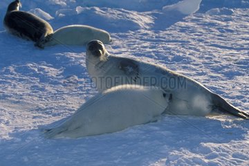 Jeunes phoques du Groenland tétant femelles Canada