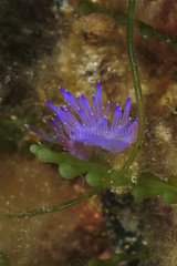 Purple Nudibranchin reef - French Riviera France