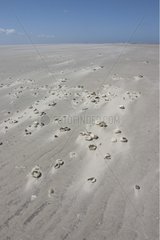 Test d'Oursin laissé sur le sable par la mer