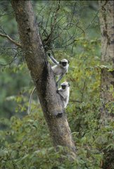 Young India Enlrats klettern auf einen Ranakpur India -Baum