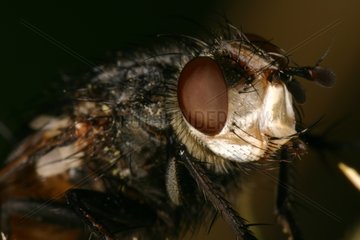 Head of a Tachinid Fly landed to rest Sieuras Ariège
