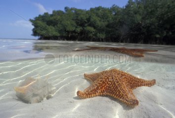 Etoiles de mer Bimini Bahamas