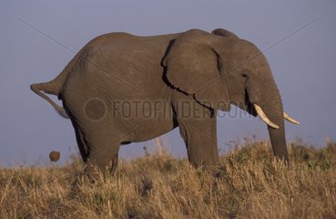 Eléphant d'Afrique déféquant Masaï Mara Kenya