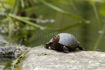 Spotted turtle on a rock in the sun