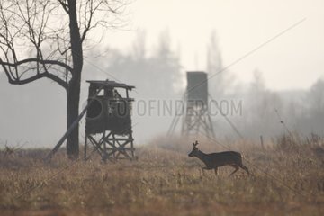 Roebuck crossing a clearing in front of hunting watchtowers