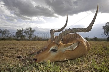 Impala dying after a fight with another male Kenya