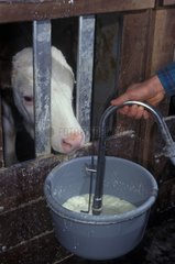 Verteilung von Milch an ein Metzgerkalb