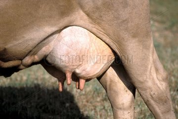 Gros plan des pis d'une vache Brune Causses France