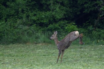 Female Roedeer running in the grass Vosges France