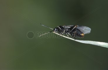 Envol d'une fourmi rousse sexuée mâle durant l'essaimage