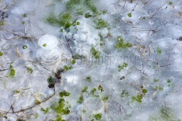 Vegetation and ice on the surface of Lake Armaille - France