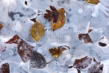 Leaves and ice on the surface of Lake Armaille - France