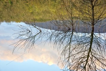 Trees reflecting on Lake Armaille - Bugey France