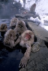 Macaques du Japon se baignant dans une source chaude Japon