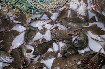 Bycatch of Yellow Tail Flounder and Atlantic Cod on deck