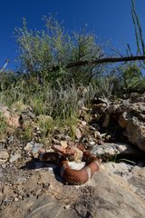 Broad-banded Copperhead on rock - Texas USA