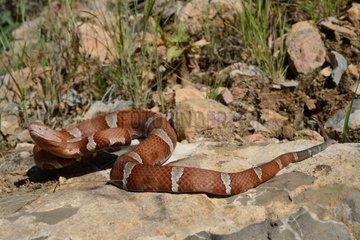 Broad-banded Copperhead on rock - Texas USA