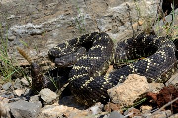 Arizona black rattlesnake in desert - Arizona USA