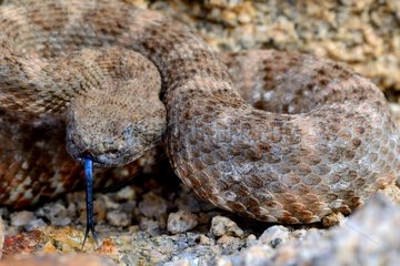 Portrait of Southwestern speckled rattlesnake - Arizona USA