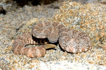 Southwestern speckled rattlesnake on rock - Arizona USA