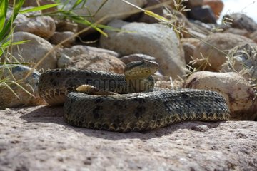 Mexican dusky rattlesnake on rock - Mountains South Mexico