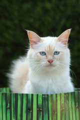 Portrait of Sacred Cat of Burma - France