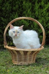 Sacred Cat of Burma in a basket - France