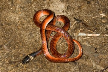 Schwarz-Kragen-Schlange auf Boden Französisch-Guayana