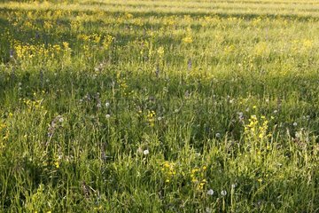 Hay grassland in irrigated Crau France