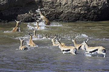 Crocodiles attacking a group of Thomson's Gazelle swimming