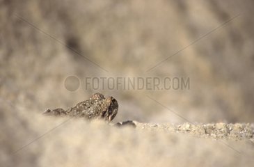 Lowland Frog in a gravel pit Vaucluse France