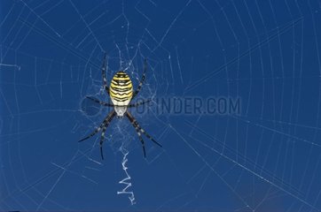 Adult Wasp Spider on its cobweb