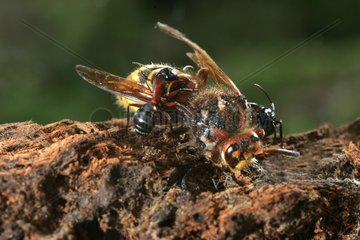 Zimmermann Ameisen  die eine europÃ¤ische Hornetloiret Frankreich zerstÃ¼ckeln