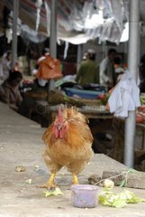 Henne in einem Markt in einem Dorf in der Nähe des Lake Lugu Yunnan China