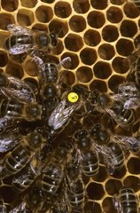 Honey bee workers and queen tagged on thorax Bretagne
