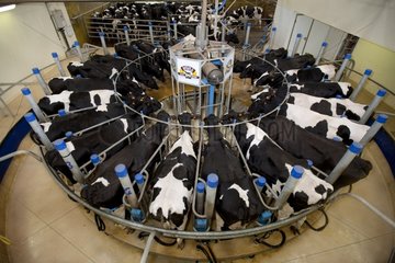 Holstein cows in a rotary milking parlor