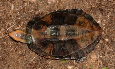 Twisted-neck Turtle walking Guyana