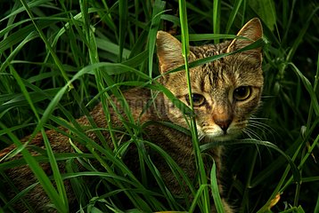 Portrait of a cat Brown tabby hiding in grass France