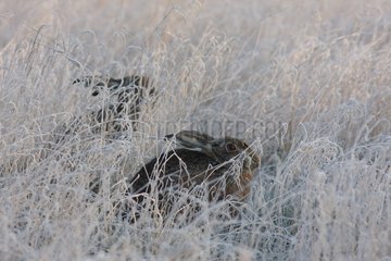 Hares of Europe by a frosty morning in Alsace
