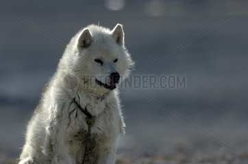 Portrait of a sled dog attached Nunavut Canada