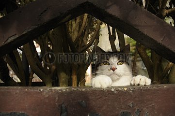 Porträt einer She-Katze  die hinter einem Zaun yport Frankreich beobachtet