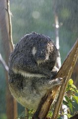 Koala sous la pluie Australie