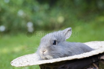 Dwarf rabbit in a hat on the grass France