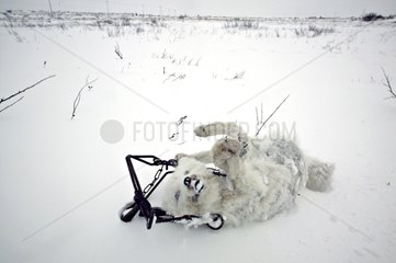 Frozen Arctic Fox trapped on the snow in Manitoba Canada