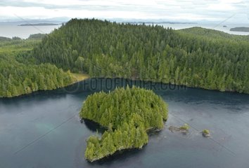 Dichtes Wald Britisch -Kolumbiens aus dem Himmel Kanada gesehen
