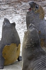 Three Elephant seals looing in Falkland Islands